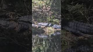 Careful where you walk at the ranch alligator gators hunting [upl. by Inahet87]