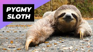 Pygmy Threetoed Sloth 🦥 The Worlds Smallest Sloth [upl. by Howzell]