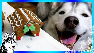 DIY GINGERBREAD DOG HOUSE for Christmas 🎄  DIY Dog Treats  Snow Dogs Snacks 62 [upl. by Ttenaej]