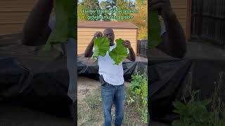 Farm Hot Rod Specializes in growing Mustard Greens farming youtubeshorts hotrodandnettabelle [upl. by Maiocco713]