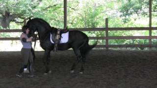 Gladheart Black Harris Morgan Stallion schooling PiaffePassage In Hand [upl. by Wilkins]