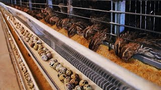 How Quail Farm Make Million Eggs and Meat  Inside Modern Quail Farm  Quail Meat Processing [upl. by Amiel]