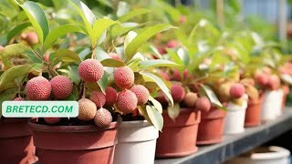 Cultiver le Litchi à partir de Graines  Un Guide Étape par Étape [upl. by Annohsak]