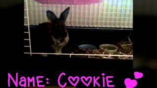 Kleine Info  Neues Kaninchen  MeAndMyBunny 🐰❤ [upl. by Henrieta]