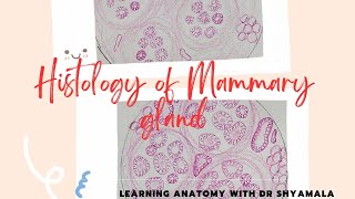 Histology of Mammary gland step by step drawing with description [upl. by Farrel]