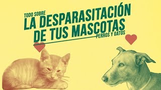 DUDAS comunes sobre la DESPARASITACIÓN de gatos y perros 🐱🐶👾 [upl. by Andert350]