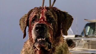 Cujo 1983  Movie Review [upl. by Urbana]