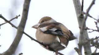 Hawfinch Rufford Country Park 20 01 2022 [upl. by Vanya822]