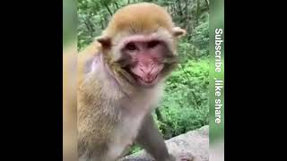 Laughing monkey  हसने वाला बन्दर  tik tok Monkey on TikTok Bandar on TikTokshortsyoutubeshorts [upl. by Kcirddes587]