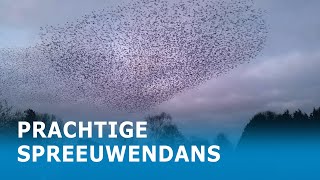 Spreeuwendans boven Assendelft op beeld vastgelegd [upl. by Booker274]