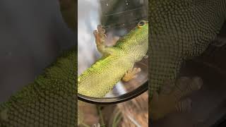 New Magnifying Glass  Radical Reptile Fun [upl. by Aneelad970]