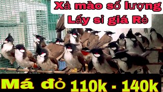 Xả Mào má đỏ rừng  Giá siêu rẻ  sỉ 110k Đi đơn 10 con 1tr400k  Đại lí lấy nhiều e bao giá rẻ [upl. by Einatsed159]