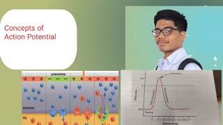 Action Potential  Phases of Action Potential Concepts [upl. by Aidnyc]