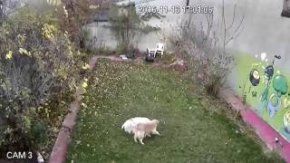 Golden Retriever playing for an hour  Funny Amos amp Champ [upl. by Adniram393]