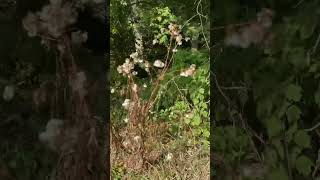 Cotton Balls Is it 🎃🍂🍁 woods nature forest video viralvideo shorts [upl. by Ennazor384]