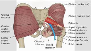 gluteal region short lec [upl. by Myk]