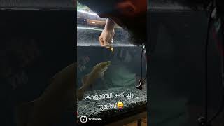 Barramundi feeding  barra aquarium [upl. by Etti652]