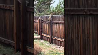 Fox squirrel on a fence squirrel nature coloradosprings [upl. by Anam]