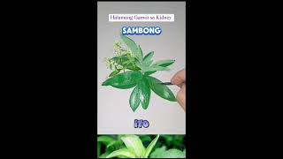 Sambong quotHalamang Gamot sa Kidneyquot [upl. by Oslec]