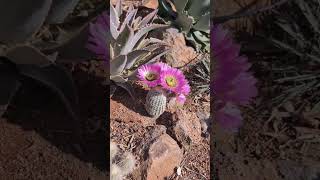 Echinocereus reichenbachii f albispinus in full flower [upl. by Henricks588]