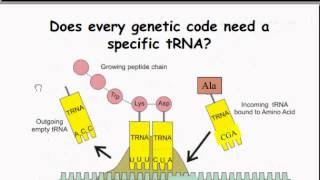 tRNA Stucture and Charging [upl. by Kira]