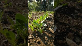 Radish plants have grown so big friends nature farming radish shorts [upl. by Rosel822]