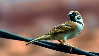 Langsung nyaut Masteran Burung Gereja super efektif bikin Burung Gereja gacor dan ngeplong [upl. by Bord]