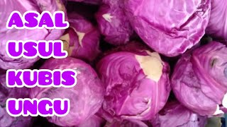 ASAL USUL DAN MANFAAT KUBIS UNGU  ORIGINS AND BENEFITS OF PURPLE CABBAGE [upl. by Saul215]