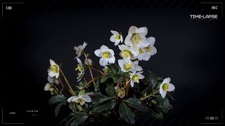 Hellebore  How it blooms and grows  Time lapse [upl. by Drarrej]