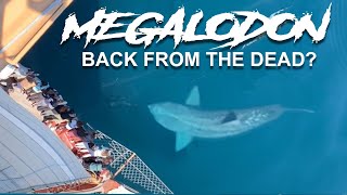 MEGALODON SIGHTING [upl. by Ybot]