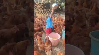 Rural children novice chicken farmers rural freerange chickens freerange chickens 162 [upl. by Leverick460]