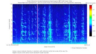 Amazing Sounds of Northern Resident Orcas G clan G subclan [upl. by Spancake]