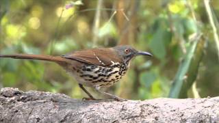 Longbilled Thrasher [upl. by Sena439]