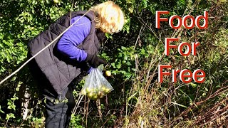 OCTOBER FORAGING  CELERY amp FENNEL UPDATE  FRUGAL LIVING VLOG [upl. by Ellehcam]