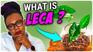 LECA Clay Balls Explained  Basics For BEGINNERS [upl. by Hugibert]