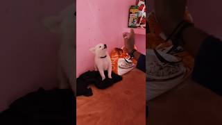 October 17 2024 👍😻Real vedio  live vedio dog love pets cute [upl. by Aufa]