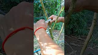 A105 Grafting fruit trees techniquesgrafting lemon wedges shorts easy YouTube youtubeshorts [upl. by Eenalem]