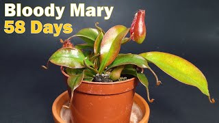 Nepenthes Bloody Mary  time lapse  58 days [upl. by Cristal]