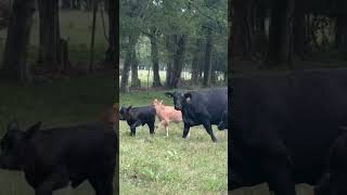 Brangus Braford Beefmaster breds and pairs Charolais Bulls exposed Feb 14 [upl. by Nauqal]