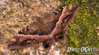 Ascalapha odorata Moth Noctuidae Florianópolis SC [upl. by Jonna799]