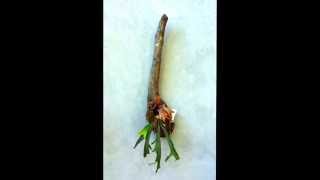 How to mount a staghorn fern onto driftwood [upl. by Seiden]