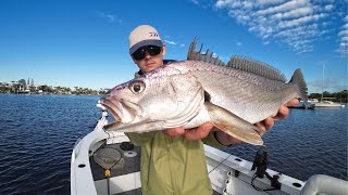 The Rivers Full Of Jewfish  Lure Fishing Noosa River [upl. by Lednar]