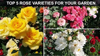 TOP 5 ROSE VARIETIES FOR YOUR GARDEN [upl. by Colley]