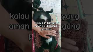 tambi si kucing manja videoshorts catlover cute [upl. by Laband354]