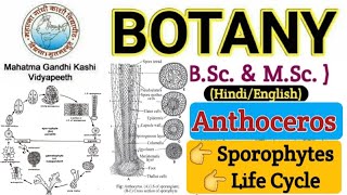 Sporophyte of AnthocerosAnthoceros SporophyteLife Cycle of AnthocerosBSc 1 year Botany Bryophyta [upl. by Critta814]