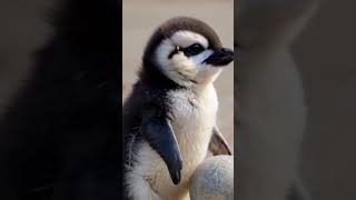 Gentoo penguin Magellanic penguin Palaeeudyptinae African penguin [upl. by Ping]