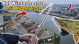 Hechtangeln mit Köderfisch  Mit Meeresködern auf Hecht  Deadbaiting [upl. by Doane]