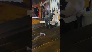 Cat vs Dog 🤣 cat pets dog [upl. by Yrnehnhoj993]