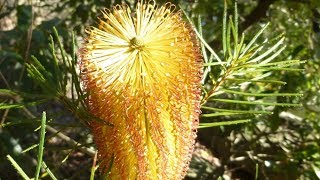 Anguss Plants for Aussie Birds  Banksia spinulosa [upl. by Nadler]