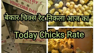 All India Day Old Chicks Rate Today 150321 ll चिक्स रेट ll Phoenix Chicks ll ਅੱਜ ਦਾ ਚਿਕਸ ਰੇਟ [upl. by Jansson]